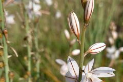 Asphodelus fistulosus_Neus Julia 