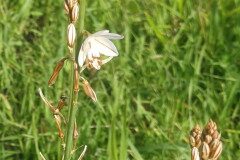 Asphodelus fistulosus_Pep Alboquers CC BY-NC