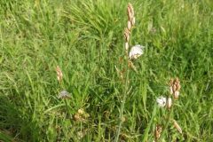 Asphodelus fistulosus_Pep Alboquers CC BY-NC