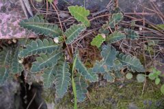 Asplenium ceterach ceterach_Gabriel Huguet