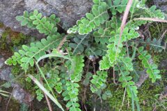 Asplenium ceterach ceterach_Jordi Puyuelo