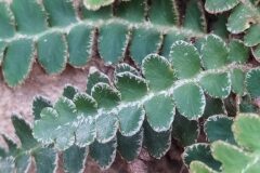 Asplenium ceterach ceterach_Merce Vallicrosa CC BY-NC