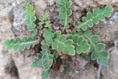 Asplenium ceterach ceterach_Merce Vallicrosa CC BY-NC