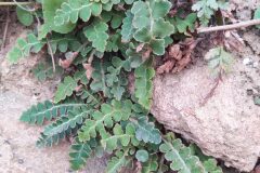 Asplenium ceterach ceterach_Merce Vallicrosa CC BY-NC