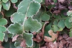 Asplenium ceterach ceterach_Merce Vallicrosa CC BY-NC