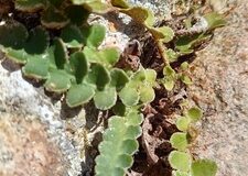 Asplenium ceterach ceterach_Neus Julia CC BY-SA