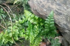 Asplenium foreziense_Jordi Espar CC BY