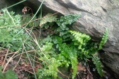 Asplenium foreziense_Jordi Espar CC BY