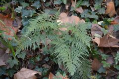 Asplenium onopteris_Gabriel Huguet