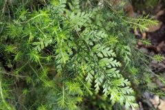 Asplenium onopteris_Isabel Gallen CC BY-NC