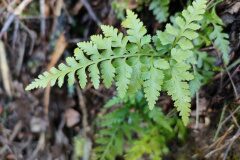 Asplenium onopteris_Isabel Gallen