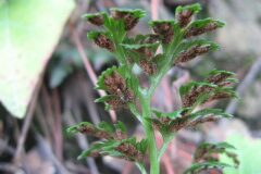 Asplenium onopteris_Jordi Puyelo