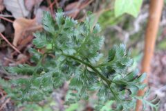 Asplenium onopteris_Jordi Puyelo