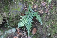 Asplenium onopteris_Jordi Rovira
