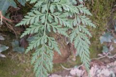 Asplenium onopteris_Katarzyna Zarnowiec CC BY-SA