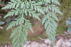 Asplenium onopteris_Katarzyna Zarnowiec CC BY-SA