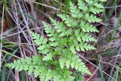 Asplenium onopteris_Kris Van Puymbroeck