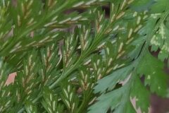 Asplenium onopteris_Merce Vallicrosa CC BY-NC