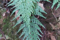 Asplenium onopteris_Merce Vallicrosa CC BY-NC