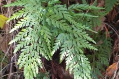 Asplenium onopteris_Merce Vallicrosa CC BY-NC