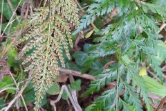Asplenium onopteris_Merce Vallicrosa CC BY-NC