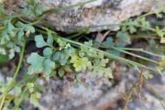 Asplenium ruta muraria ruta muraria_Jordi Bassols CC BY-NC