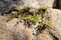 Asplenium ruta muraria ruta muraria_Jordi Bassols CC BY-NC