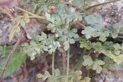 Asplenium ruta muraria ruta muraria_Merce Vallicrosa CC BY-NC