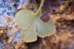 Asplenium ruta muraria ruta muraria_Merce Vallicrosa CC BY-NC