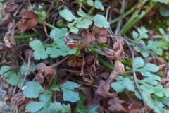 Asplenium ruta muraria ruta muraria_Merce Vallicrosa CC BY-NC