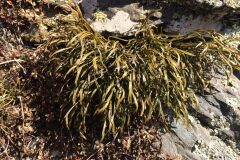 Asplenium septentrionale_David Carrera CC BY-NC ND