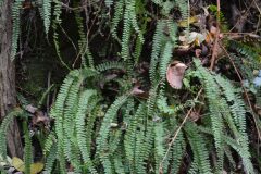 Asplenium trichomanes_Gabriel Huguet