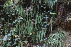 Asplenium trichomanes_Gabriel Huguet