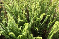 Asplenium trichomanes_Joanjo Garcia CC BY-NC