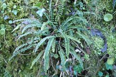 Asplenium trichomanes_Merce Vallicrosa CC BY-NC