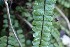 Asplenium trichomanes_Merce Vallicrosa CC BY-NC