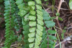 Asplenium trichomanes_Merce Vallicrosa CC BY-NC
