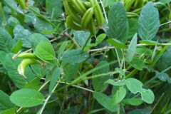 Astragalus glycyphyllos_Merce Vallicrosa CC BY-NC