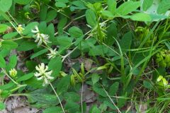 Astragalus glycyphyllos_Merce Vallicrosa CC BY-NC