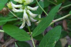 Astragalus glycyphyllos_Merce Vallicrosa CC BY-NC