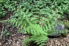 Athyrium filix femina_Marc Riera CC BY