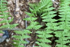 Athyrium filix femina_Marc Riera CC BY