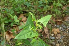 Atriplex prostrata_Katarzyna Zarnowiec CC BY-SA