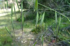 Avena barbata barbata_Josep Llovera CC BY-NC