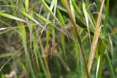 Avena barbata barbata_Merce Vallicrosa CC BY-NC