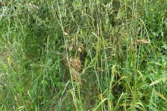 Avena barbata barbata_Merce Vallicrosa CC BY-NC