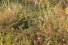 Avena sterilis_Merce Vallicrosa CC BY-NC