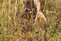 Avena sterilis_Merce Vallicrosa CC BY-NC