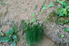 Avenella flexuosa_Josep Gesti CC BY-SA