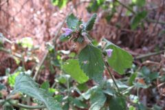 Ballota nigra_Jordi Puyuelo